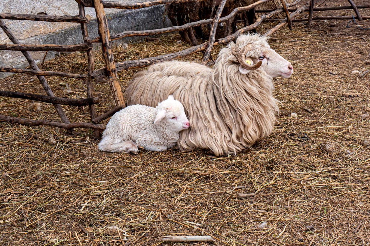 Ein großes Schaf und ein Lamm liegen eng aneinander auf Heu