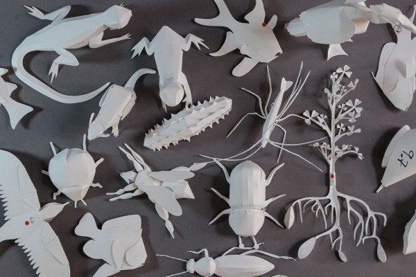 Papiermodelle verschiedener Tiere und Insekten