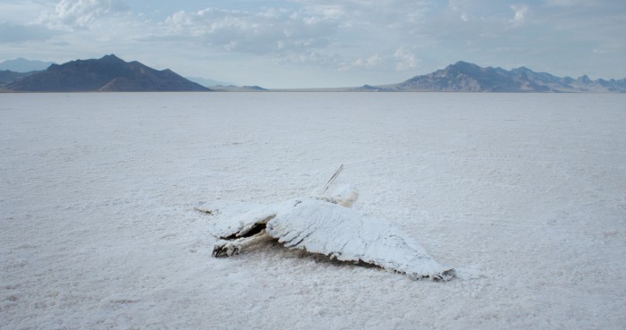 Ein toter Vogel liegt auf dem Boden in der Wüste