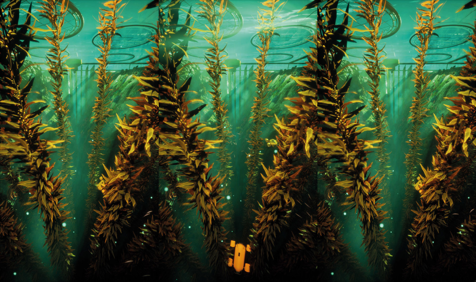 Eine große Gruppe von Pflanzen im Ozean, aufgenommen von unter der Wasseroberfläche